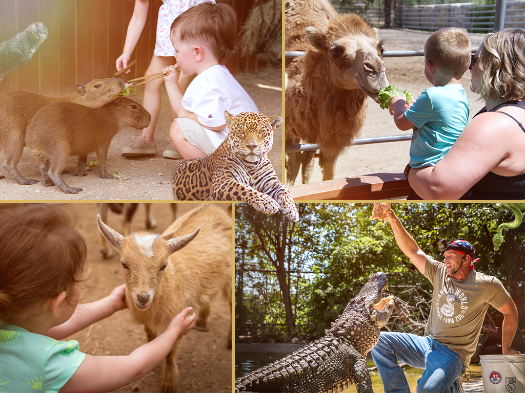 Summer at Animal World & Snake Farm Zoo