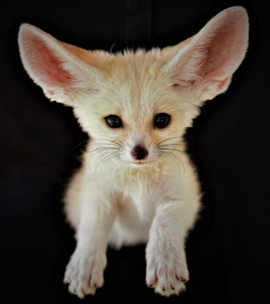 Fennec Fox Adoption Gift Package