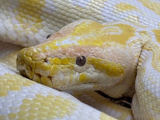 Burmese Python Adoption Gift Package
