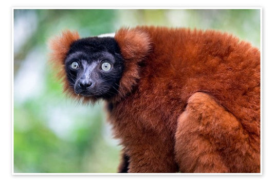 Red Ruffed Lemur Adoption Gift Package