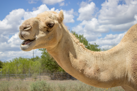 Camel Adoption Gift Package